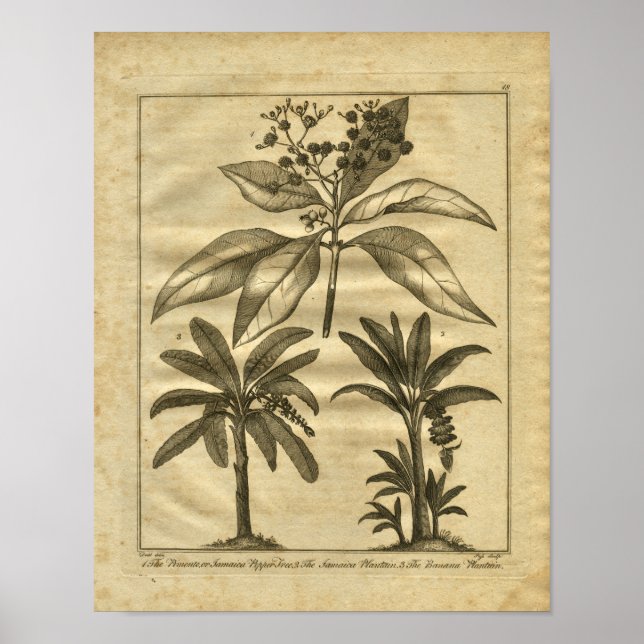 1817 Banana Plantain Culpeper Herbal Print Poster (Vorne)
