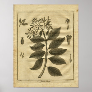 1817 Jesuits Bark Tree Culpeper Herbal Print Poster