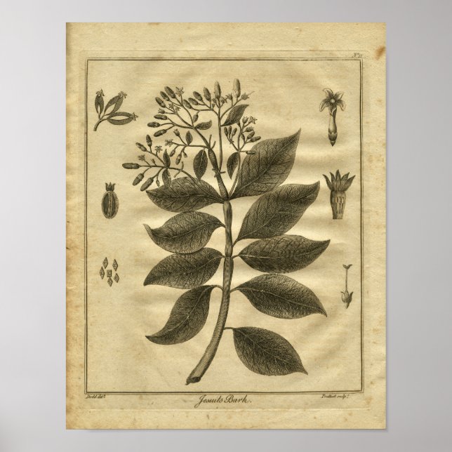 1817 Jesuits Bark Tree Culpeper Herbal Print Poster (Vorne)