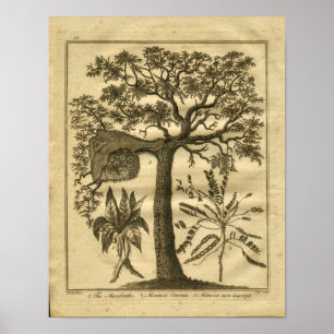 1817 Mandrake Culpeper Herbal Print Poster