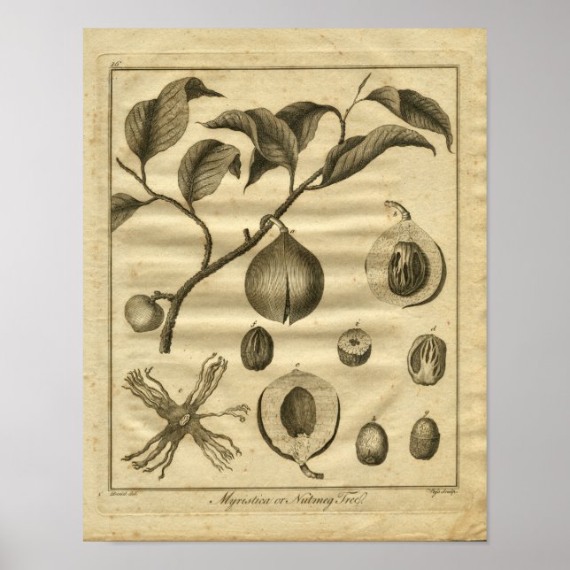 1817 Nutmeg Tree Culpeper Herbal Print Poster (Vorne)