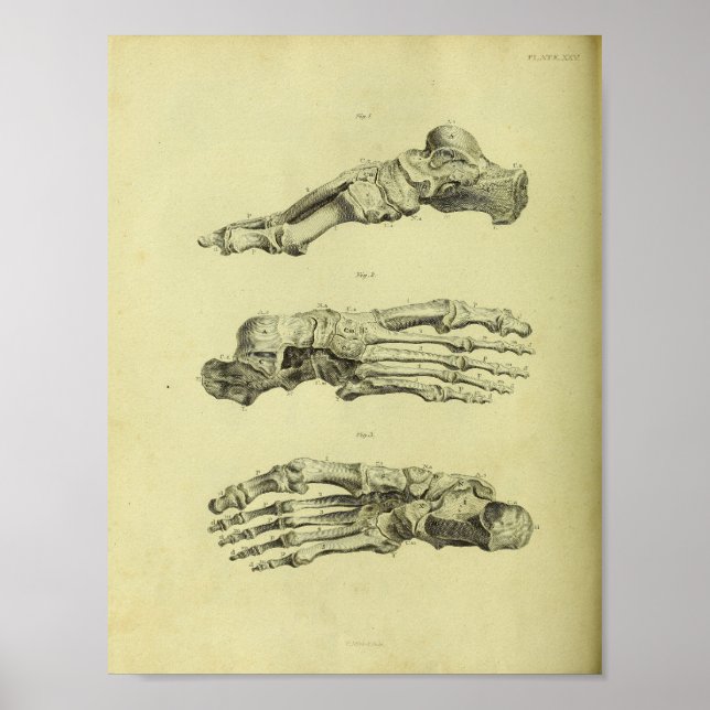 1824 Anatomie der menschlichen Fußknochen Poster (Vorne)