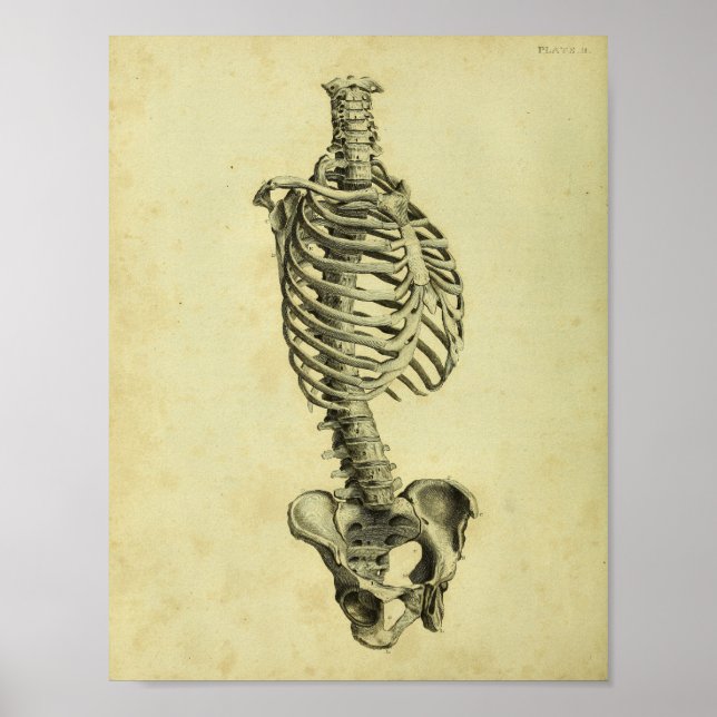 1824 Human Skeleton Anatomy Print Poster (Vorne)