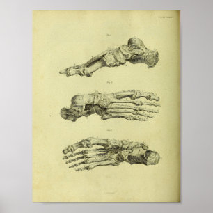 1824 menschlicher Fuß-Knochen-Anatomie-Druck Poster