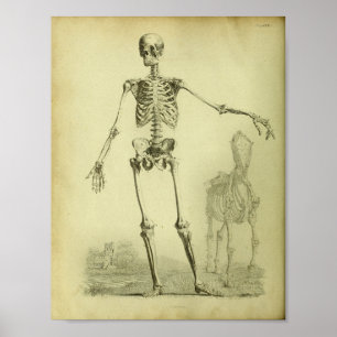 1824 Skeleton Menschen-und Pferdeanatomie-Druck Poster