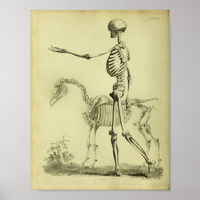 1824 Skeletton Human and Horse Anatomy Print Poster (Vorne)