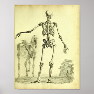 1824 Skeletton Human and Horse Anatomy Print Poster