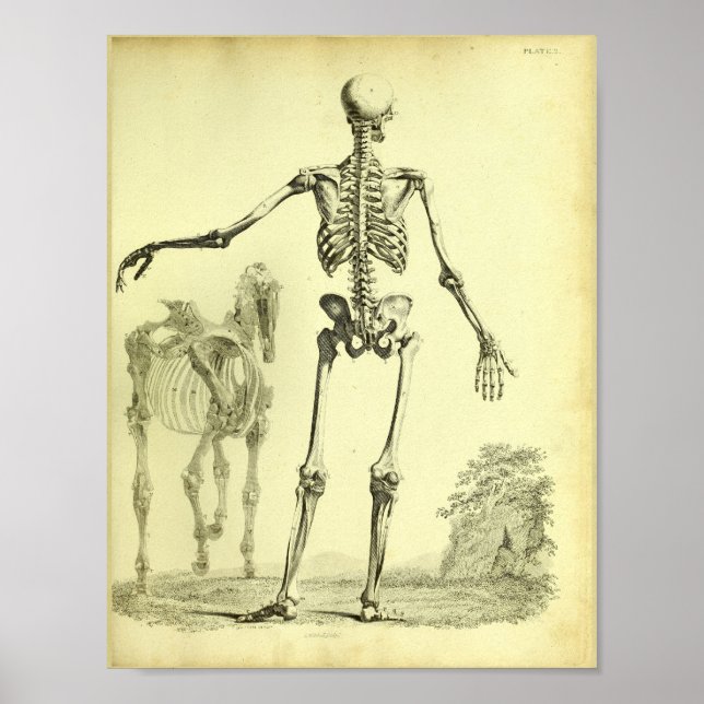 1824 Skeletton Human and Horse Anatomy Print Poster (Vorne)