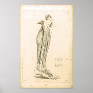 1833 Beinmuskeln Vintage Anatomie Druck Poster