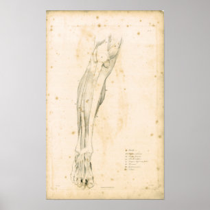 1833 Beinmuskeln Vintage Anatomie Druck Poster