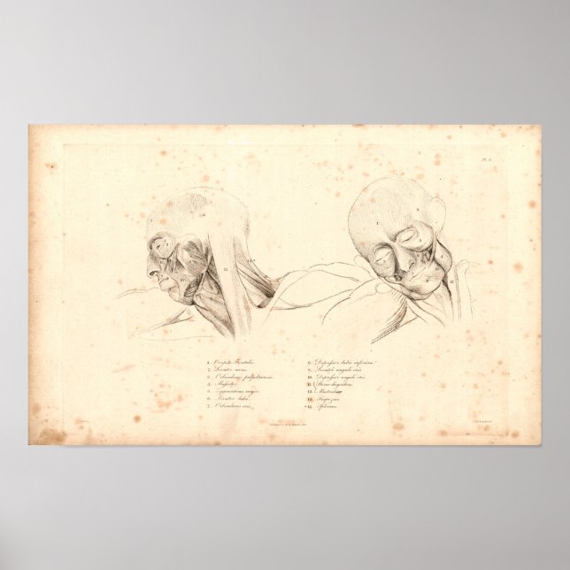 1833 Kopf- und Nackenmuskeln Vintage Anatomie Druc Poster (Vorne)