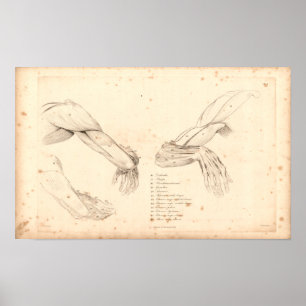 1833 Muskeln Arm-Vintager Anatomie-Druck Poster