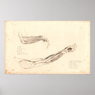 1833 Muskeln der Vintagen Anatomie des Arms drucke