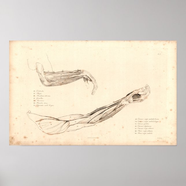 1833 Muskeln der Vintagen Anatomie des Arms drucke (Vorne)
