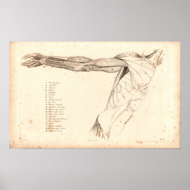 1833 Muskeln der Vintagen Anatomie des Arms drucke (Vorne)