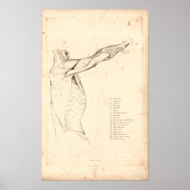 1833 Muskeln der Vintagen Schulteranatomie drucken Poster (Vorne)