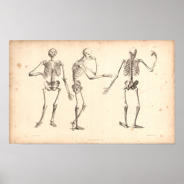 1833 Skelette Vintage Anatomie drucken Poster (Vorne)