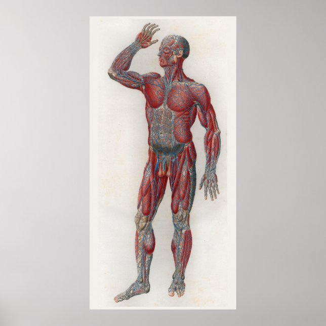 1833 Vintag Muskeln Venen Anatomie Poster (Vorne)