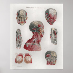 1833 Vintage Nerves Head Face Anatomy Poster