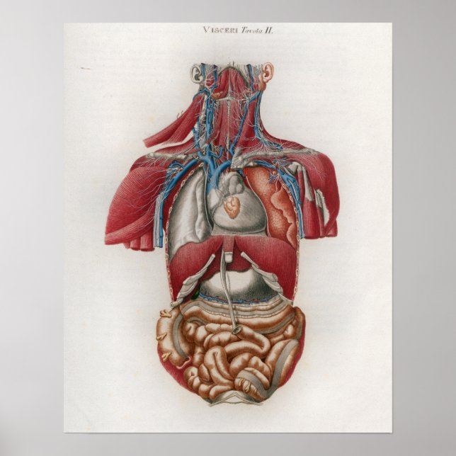 1833 Vintages Viscera Organs Anatomie Poster (Vorne)
