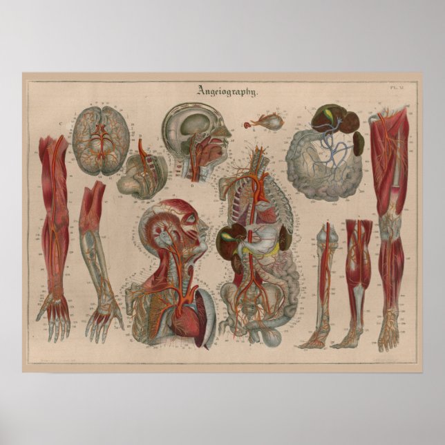1837 Vintag Arteries Blood Anatomy Art Poster (Vorne)
