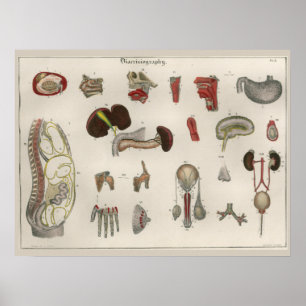 1837 Vintage Anatomie-Kunstposter der inneren Orga Poster