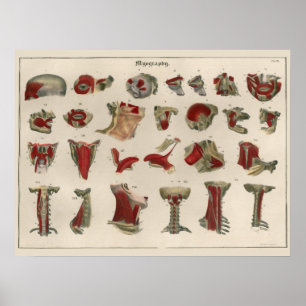 1837 Vintage Muskelanatomie Art Poster
