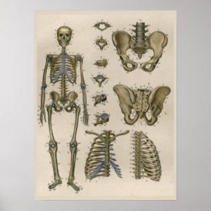 1837 Vintagelett-Skelett-Becken-Anatomie-Kunstpost Poster