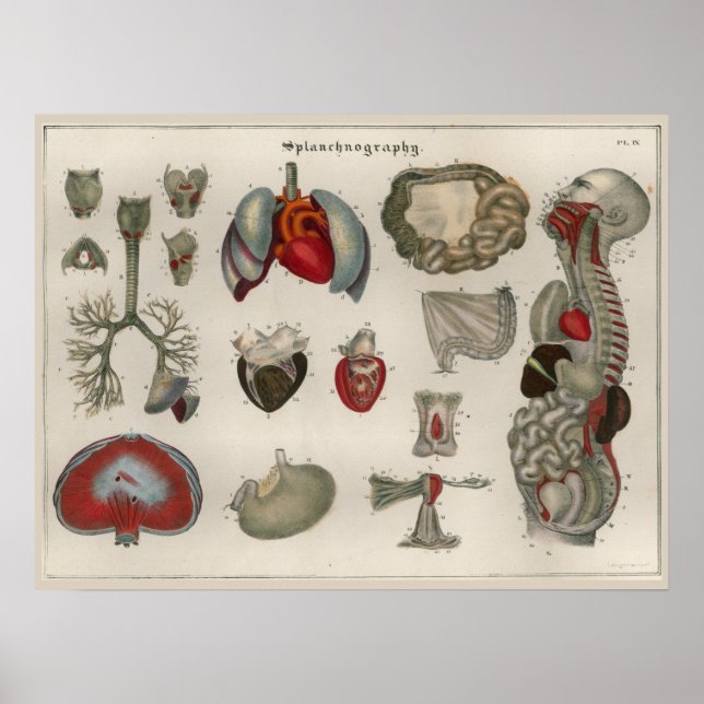 1837 Vintages Anatomie-Art-Poster Poster (Vorne)
