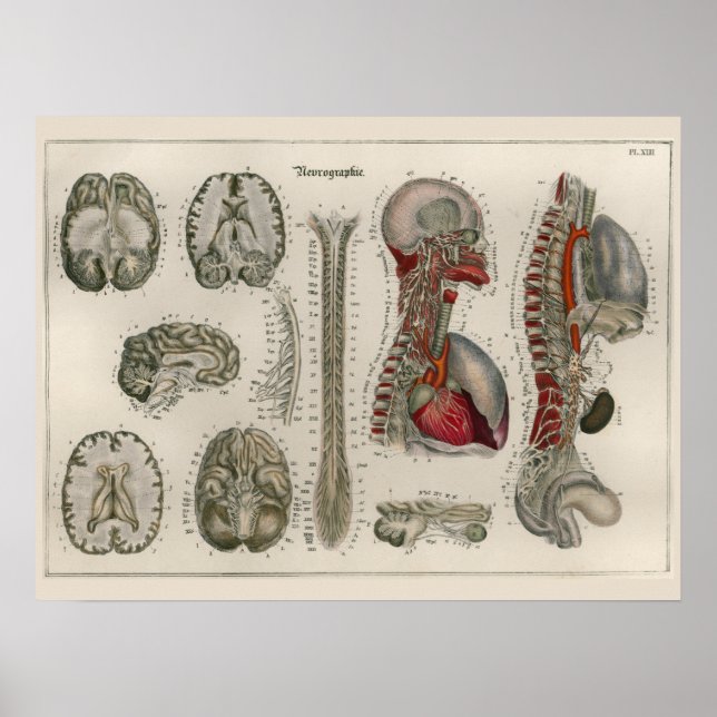 1837 Vintages Brain Nerves Anatomy Art Poster (Vorne)