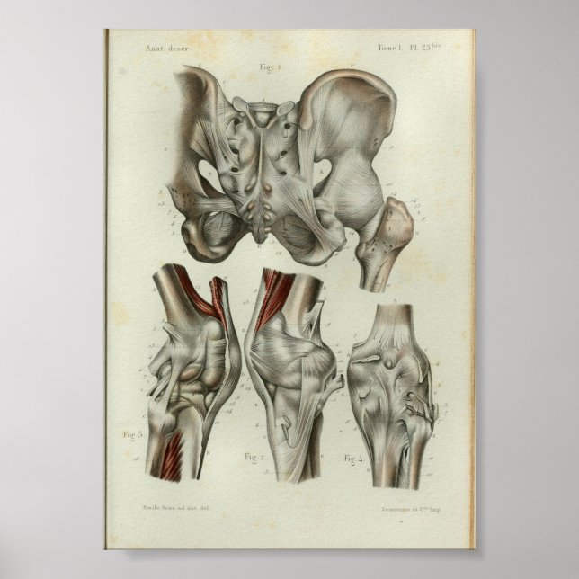 1844 Vintage Anatomie Druck Angesagtes Knie Poster (Vorne)