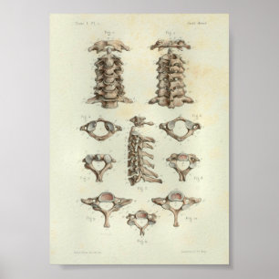 1844 Vintage Anatomie-Druck Halswirbelsäule Poster