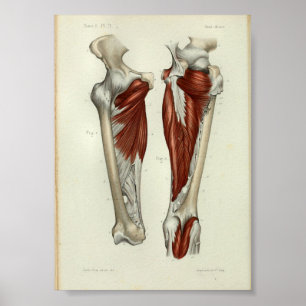 1844 Vintage Anatomie-Druck Muskeln Bein Poster