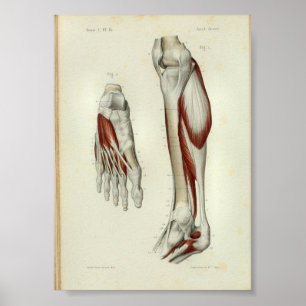 1844 Vintage Anatomie Druck Muskeln Bein Poster