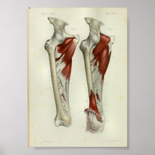1844 Vintage Anatomie-Druck Muskeln Bein Poster