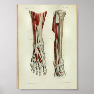 1844 Vintage Anatomie Druck Muskeln Fuß Poster