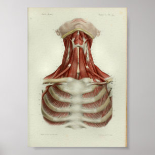 1844 Vintage Anatomie-Druck Muskeln Hals Poster