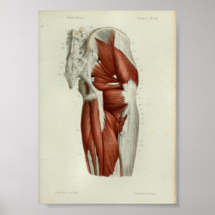 1844 Vintage Anatomie-Druck Muskeln Hüfte Poster