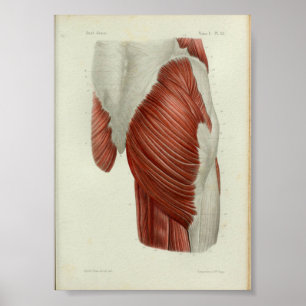 1844 Vintage Anatomie-Druck Muskeln Hüfte Poster