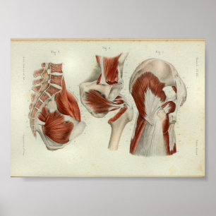 1844 Vintage Anatomie-Druck Muskeln Hüfte Poster