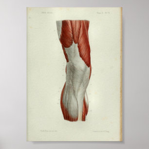1844 Vintage Anatomie Druck Muskeln Knie Poster