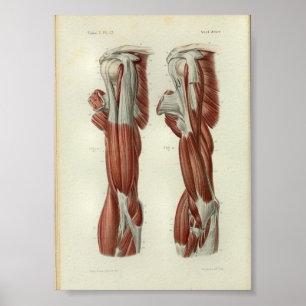 1844 Vintage Anatomie-Druck Muskeln Schulter Poster
