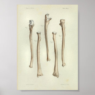 1844 Vintage Anatomie Druck Radius Ulna Poster