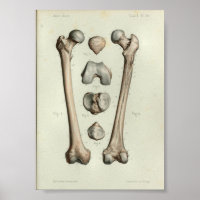 1844 Vintage Anatomie Druckfemurknochen