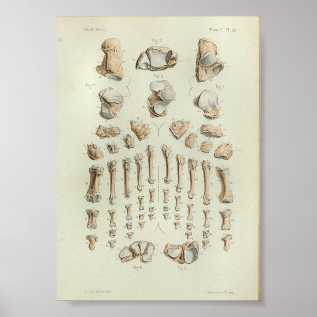 1844 Vintage Anatomie Druckfussknochen Poster (Vorne)