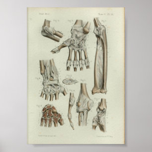 1844 Vintage Anatomie DruckGemeinsame Artikulation Poster