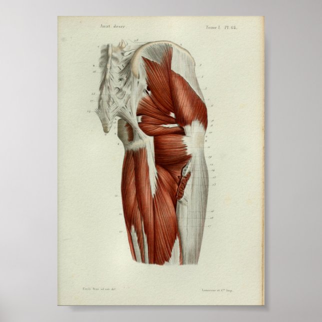 1844 Vintage Anatomie Druckmuskeln Angesagt Poster (Vorne)