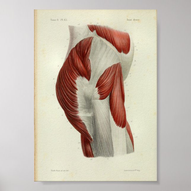 1844 Vintage Anatomie Druckmuskeln Angesagt Poster (Vorne)