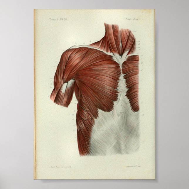 1844 Vintage Anatomie Druckmuskeln Brust Poster (Vorne)