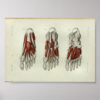 1844 Vintage Anatomie Druckmuskeln Fuß
